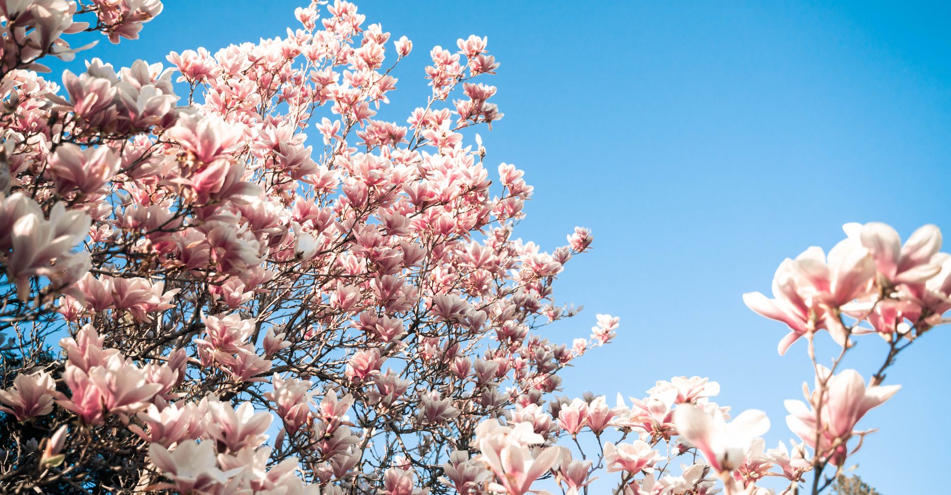 Protecting Your Eyes During Allergy Season